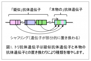 ヒトadlib システムに関する論文が掲載されました カイオム バイオサイエンス